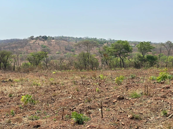 Farm & Agricultural Land