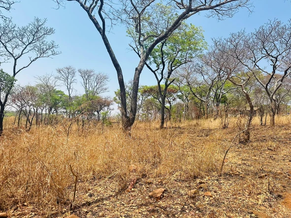 Farm & Agricultural Land